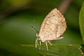 Common Brownie Miletus chinensis learchus