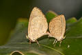 Common Brownie Miletus chinensis learchus