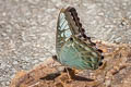 Common Clipper Parthenos sylvia silla