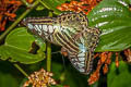 Common Clipper Parthenos sylvia silla