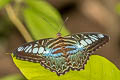 Common Clipper Parthenos sylvia lilacinus