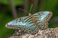 Common Clipper Parthenos sylvia lilacinus