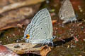 Common Forget-me-not Catochrysops strabo strabo