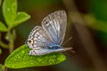 Common Forget-me-not Catochrysops strabo strabo