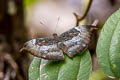 Common Grey Baron Euthalia anosia anosia