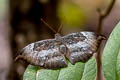 Common Grey Baron Euthalia anosia anosia