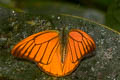 Common Orange Albatross Appias nero nero