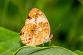 Common Rustic Cupha erymanthis erymanthis