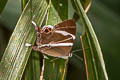 Common Tailed Judy Archigenes neophron chelina