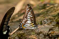 Common Veined Jay Graphium chironides chironides