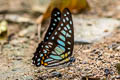 Common Veined Jay Graphium chironides chironides