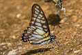 Common Veined Jay Graphium chironides chironides