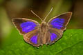 Common Acacia Blue Surendra quercetorum quercetorum