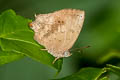 Common Acacia Blue Surendra quercetorum quercetorum