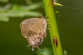 Common Acacia Blue Surendra quercetorum quercetorum