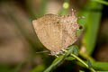 Common Acacia Blue Surendra quercetorum quercetorum