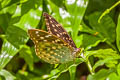 Common Archduke Lexias pardalis jadeitina