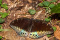 Common Archduke Lexias pardalis jadeitina