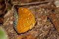 Common Archduke Lexias pardalis jadeitina