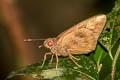 Common Banana Skipper Erionota thrax thrax (Palm Redeye)