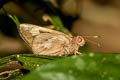 Common Banana Skipper Erionota thrax thrax (Palm Redeye)