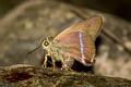 Common Banded Awl Hasora chromus chromus