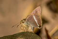 Common Banded Awl Hasora chromus chromus