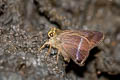 Common Banded Awl Hasora chromus chromus