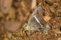 Common Banded Awl Hasora chromus chromus