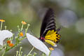 Common Birdwing Troides helena cerberus