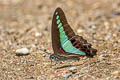 Common Bluebottle Graphium sarpedon luctatius