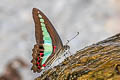 Common Bluebottle Graphium sarpedon luctatius