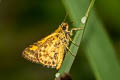 Common Bush Hopper Ampittia dioscorides camertes