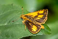 Common Bush Hopper Ampittia dioscorides camertes