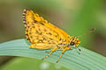 Common Bush Hopper Ampittia dioscorides camertes