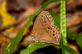 Common Bushbrown Mycalesis perseus tabitha