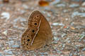 Common Bushbrown Mycalesis perseus cepheus