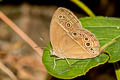 Common Bushbrown Mycalesis perseus tabitha