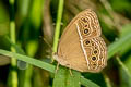 Common Bushbrown Mycalesis perseus tabitha