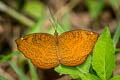 Common Castor Ariadne merione tapestrina