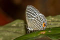 Common Cerulean Jamides celeno aelianus