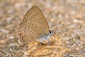 Common Ciliate Blue Anthene emolus emolus