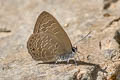 Common Ciliate Blue Anthene emolus emolus