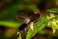 Common Clubtail Losaria doubledayi doubledayi