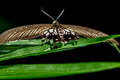 Common Clubtail Losaria doubledayi doubledayi