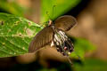 Common Clubtail Losaria doubledayi doubledayi