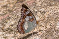 Common Commander Moduza procris milonia