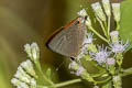 Common Cornelian Deudorix epijarbas epijarbas