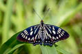 Common Courtesan Euripus nyctelius nyctelius