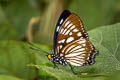 Common Courtesan Euripus nyctelius nyctelius